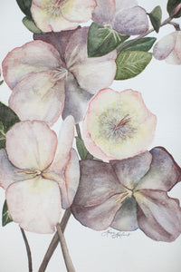 Hellebores Botanical Painting - Serve Coffee Co