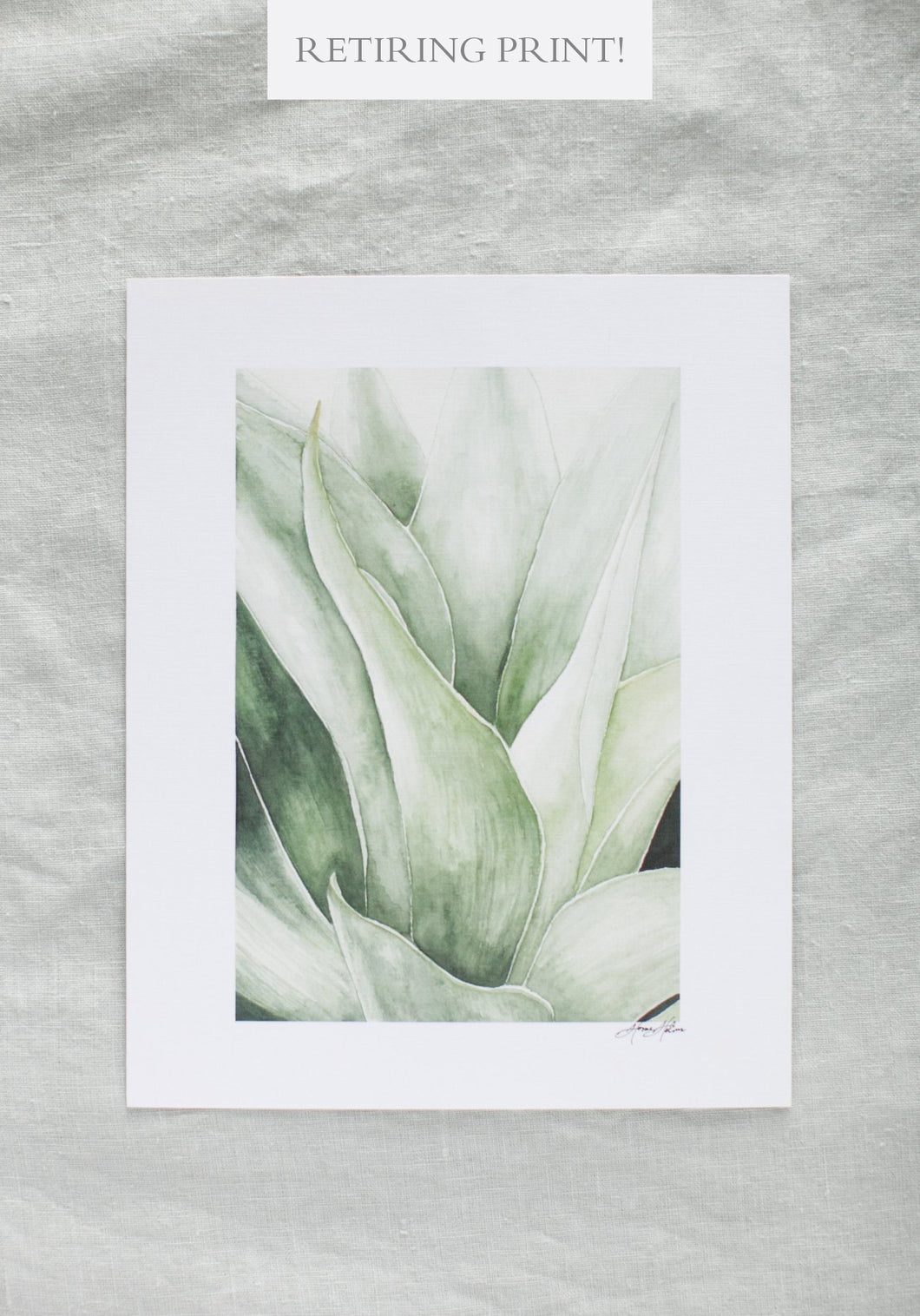 Agave | 8x10