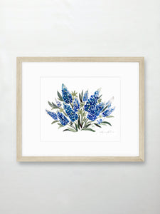 Bluebonnets