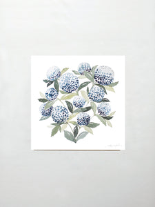 Hydrangea Blossoms Vol. 1
