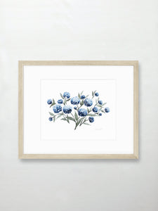 Hydrangea Blossoms Vol. 2