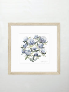 Hydrangea Blossoms Vol. 1